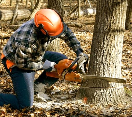 Tree Removal in Newington, GA